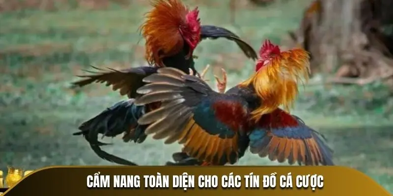 Cẩm nang toàn diện cho các tín đồ cá cược