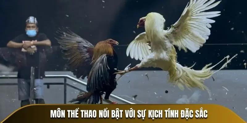 Môn thể thao nổi bật với sự kịch tính đặc sắc