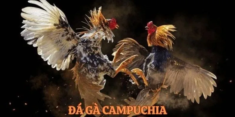 Điểm mạnh về hình ảnh chất lượng cao tại đá gà campuchia