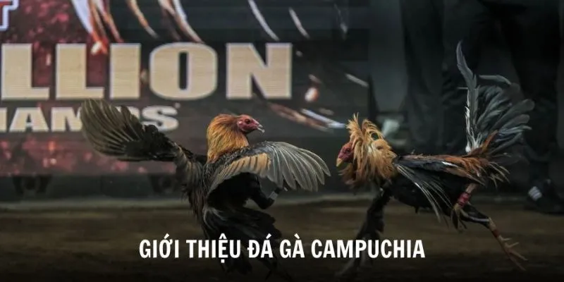 Đôi nét sơ lược về loại hình đá gà campuchia