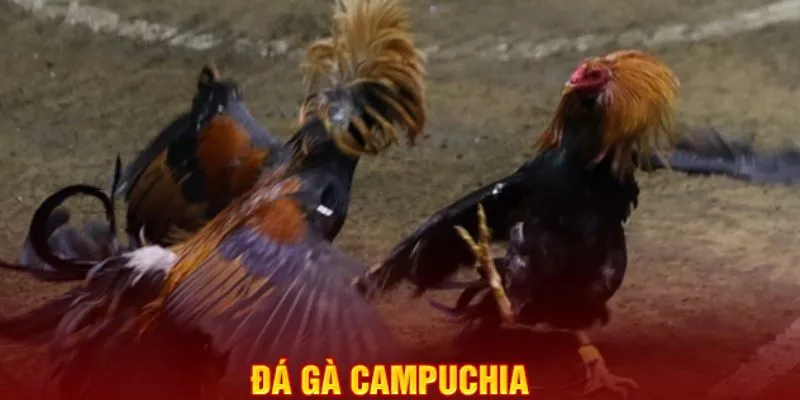 Đá gà campuchia