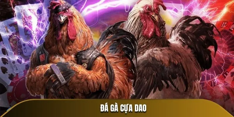 Đá gà cựa dao