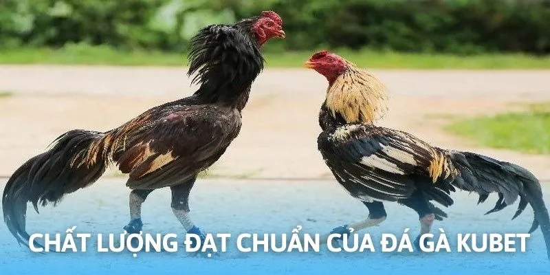 Nền tảng hiện đang cung cấp danh mục kèo chọi gà khổng lồ