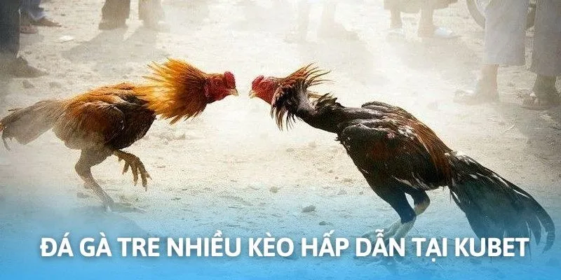 Chọi gà tre là hình thức cược thịnh hành tại nhà cái Kubet