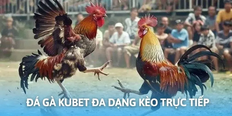Các thông tin sơ lược về lĩnh vực đá gà Kubet