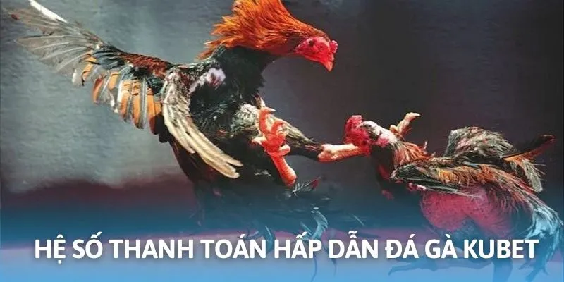 Hệ số trả thưởng hấp dẫn cho mọi kèo đá gà online