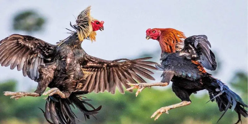 Giới thiệu về chọi gà Thomo
