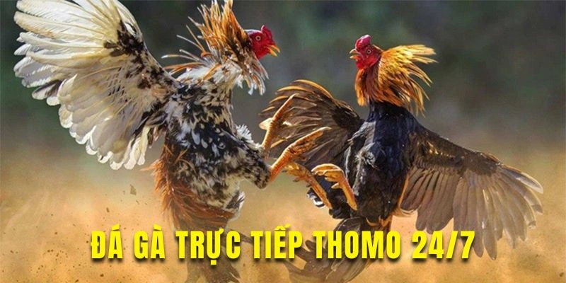 Đá gà trực tiếp Thomo 24/7