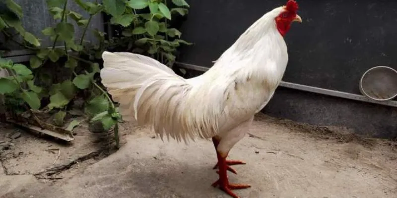 Đặc điểm nổi trội của giống kê này khi tham gia thi đấu hạ gục đối thủ