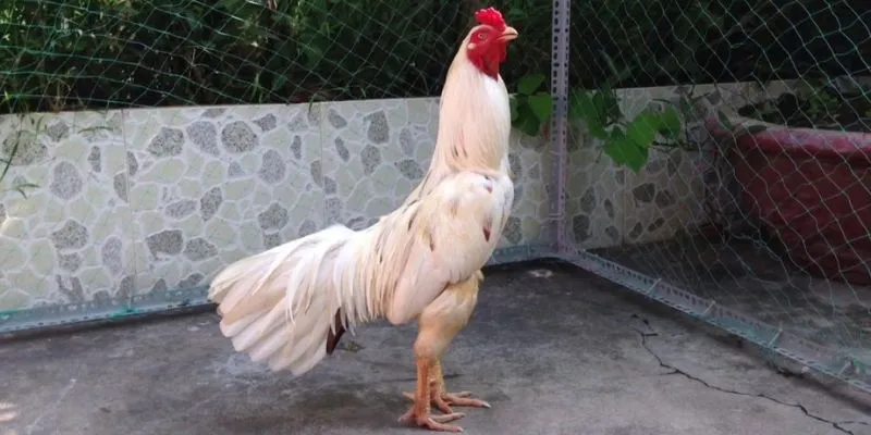 Sơ nét thông tin về dòng gà được nhiều người săn đón nhất hiện nay