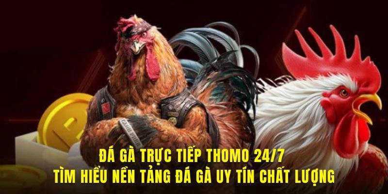 Tìm hiểu nền tảng đá gà trực tiếp thomo 24/7 hấp dẫn